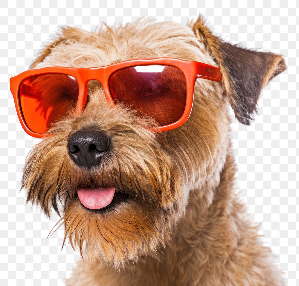 PNG Sunglasses terrier pet mammal. AI generated Image by rawpixel.