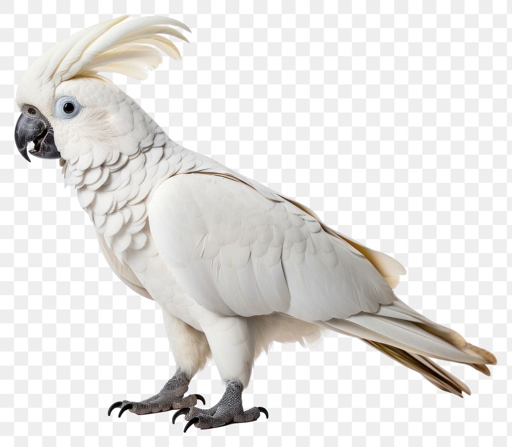 PNG Cockatoo parrot bird animal. 