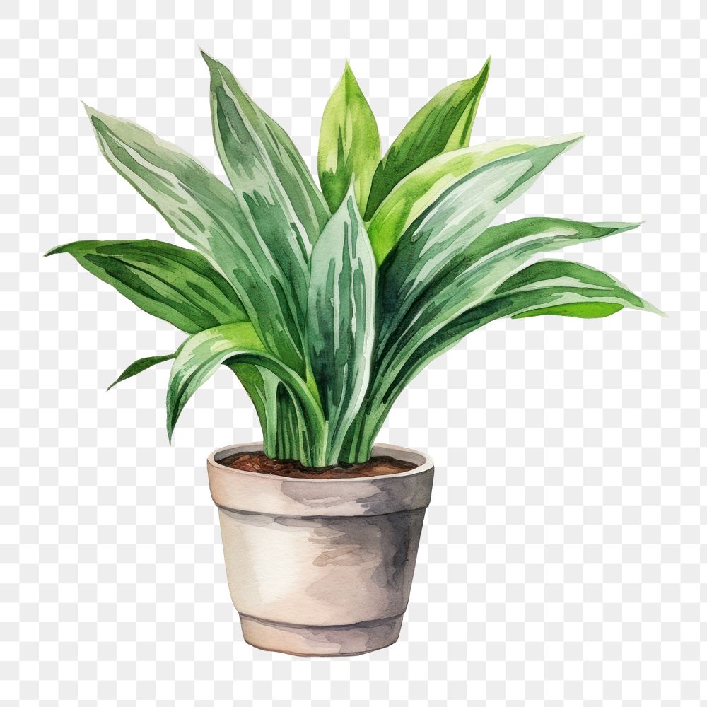 PNG Plant leaf houseplant freshness. 