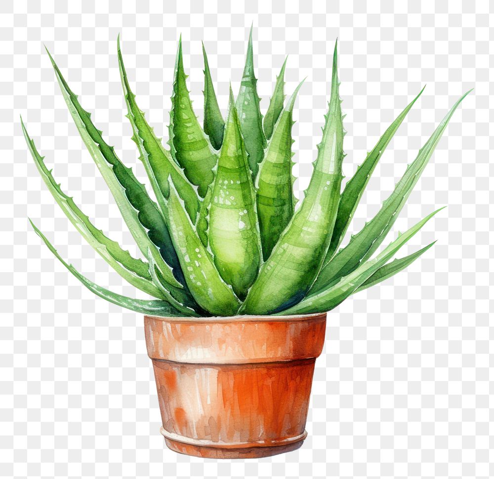 PNG Plant aloe xanthorrhoeaceae white background. AI generated Image by rawpixel.