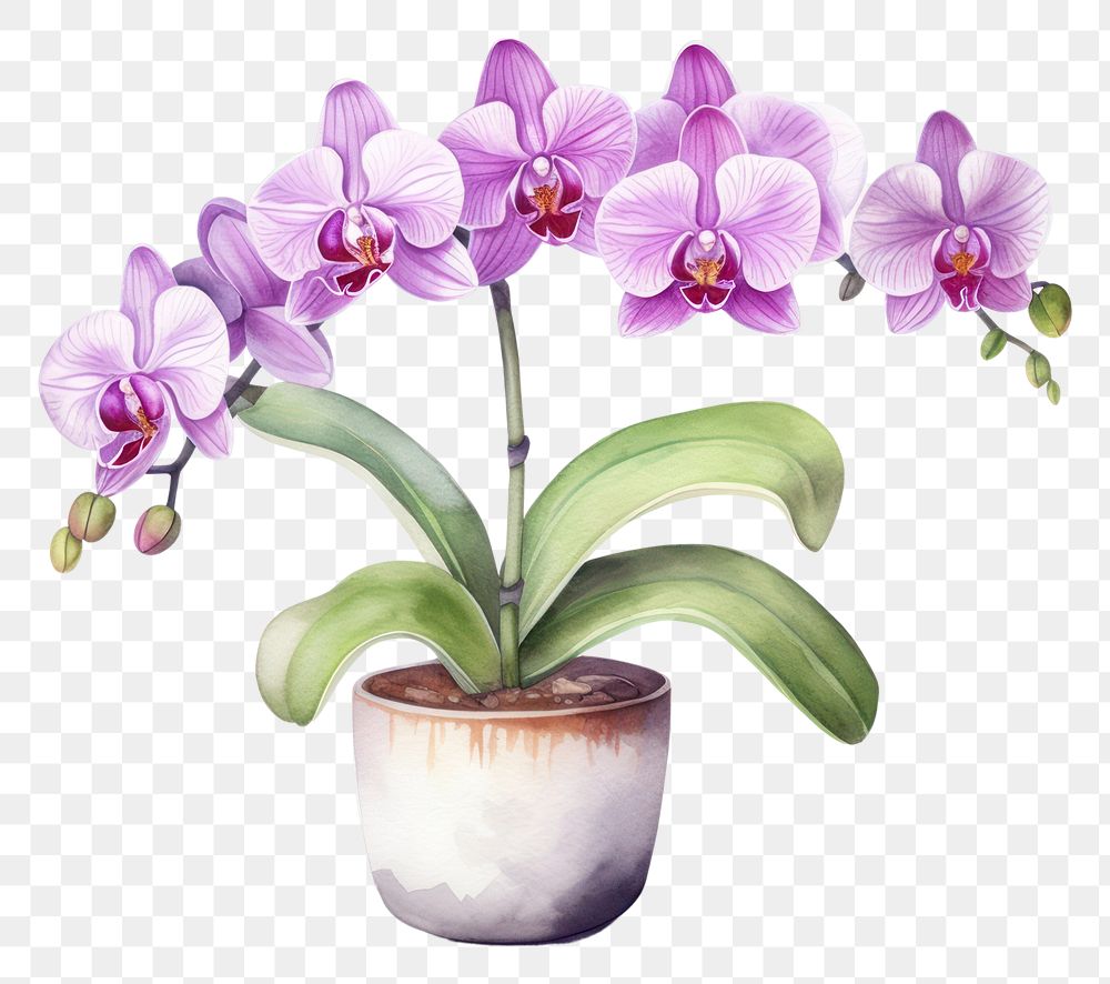 PNG Orchid plant flower  