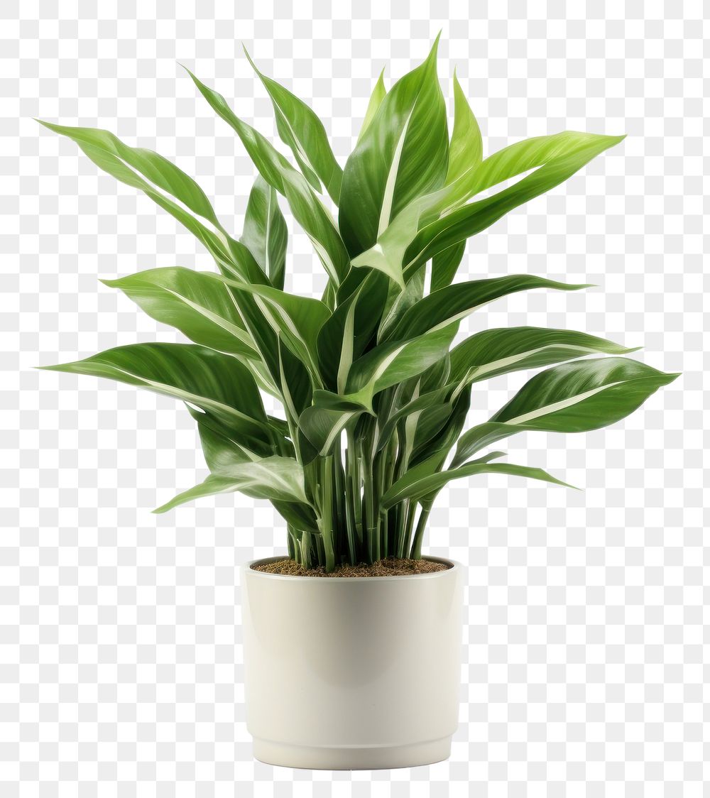 PNG Tropical houseplant transparent background