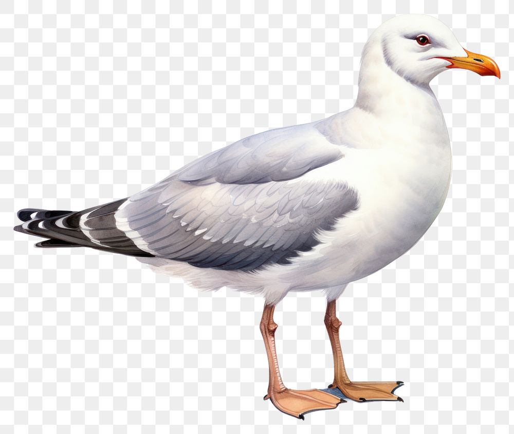 PNG Seagull cartoon animal white. AI generated Image by rawpixel.