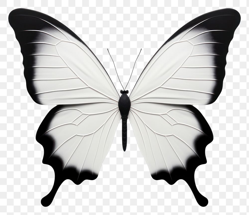 PNG Butterfly animal insect white. AI generated Image by rawpixel.