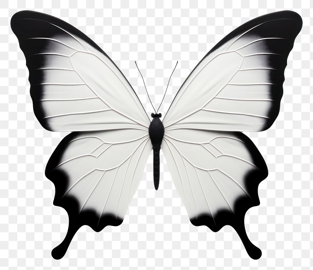 PNG Butterfly animal insect white. 