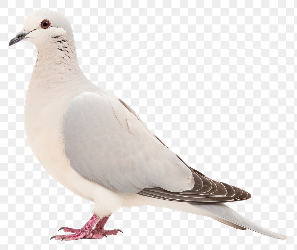 PNG Animal pigeon bird wildlife. AI generated Image by rawpixel.