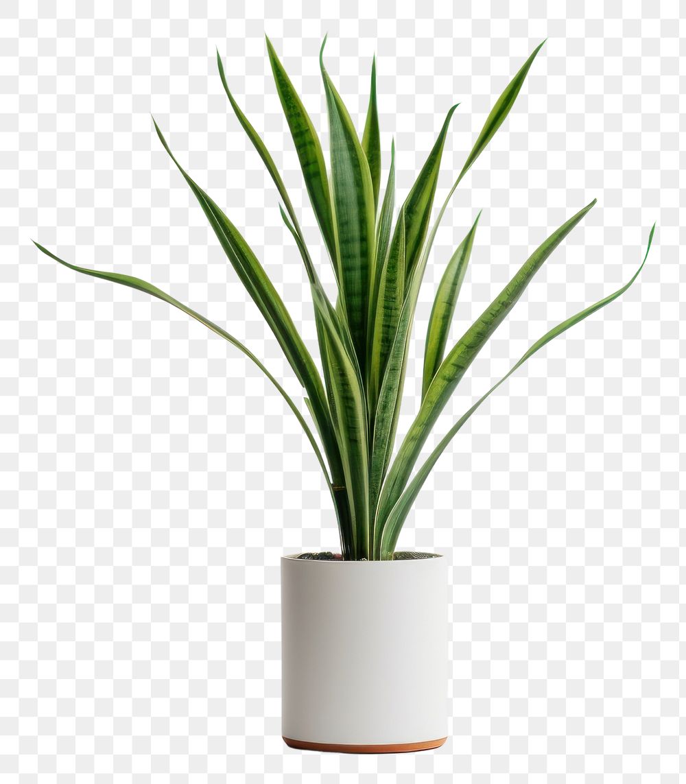 PNG Plant wheatgrass houseplant freshness transparent background