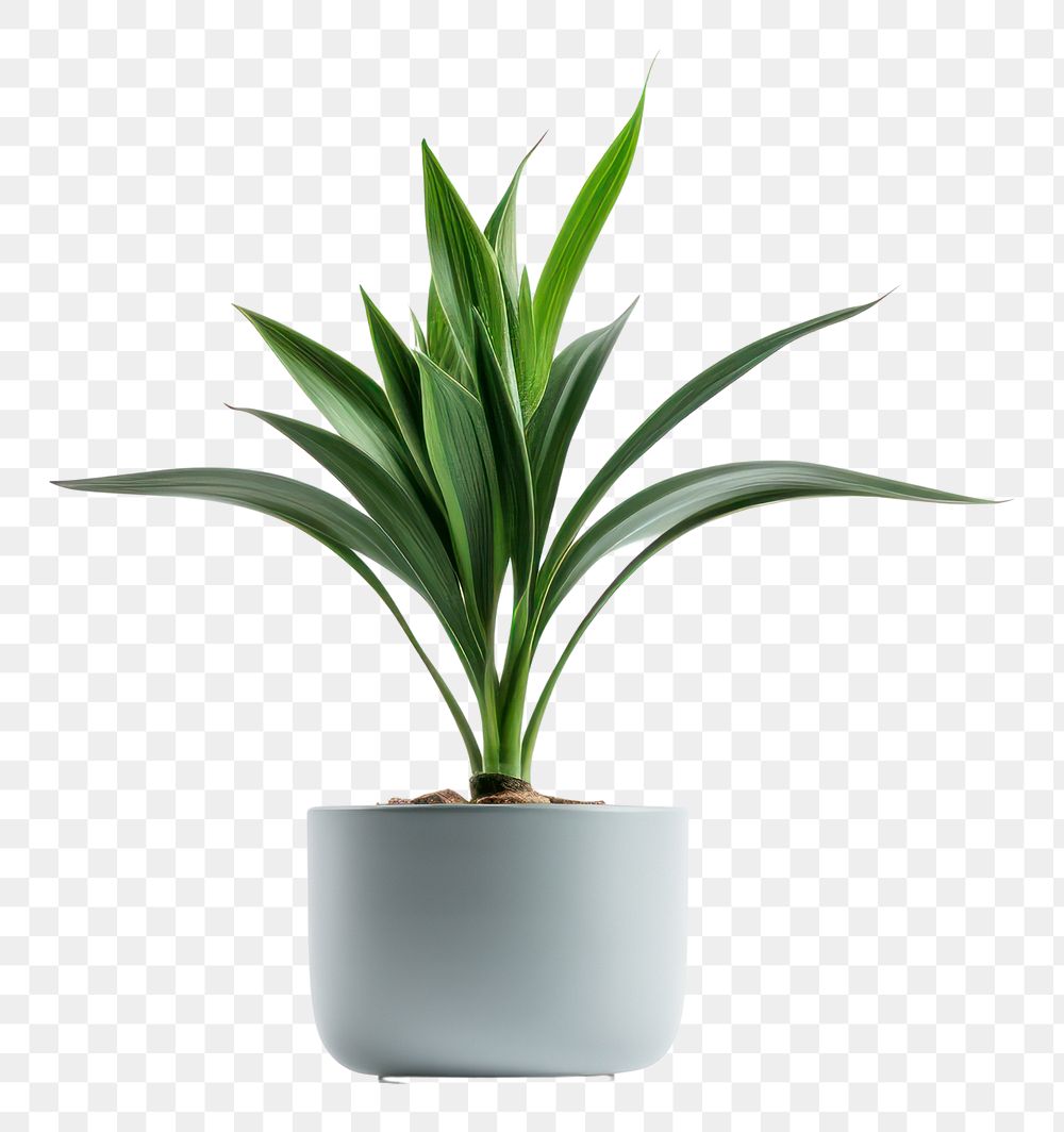 PNG Plant leaf bromeliaceae transparent background