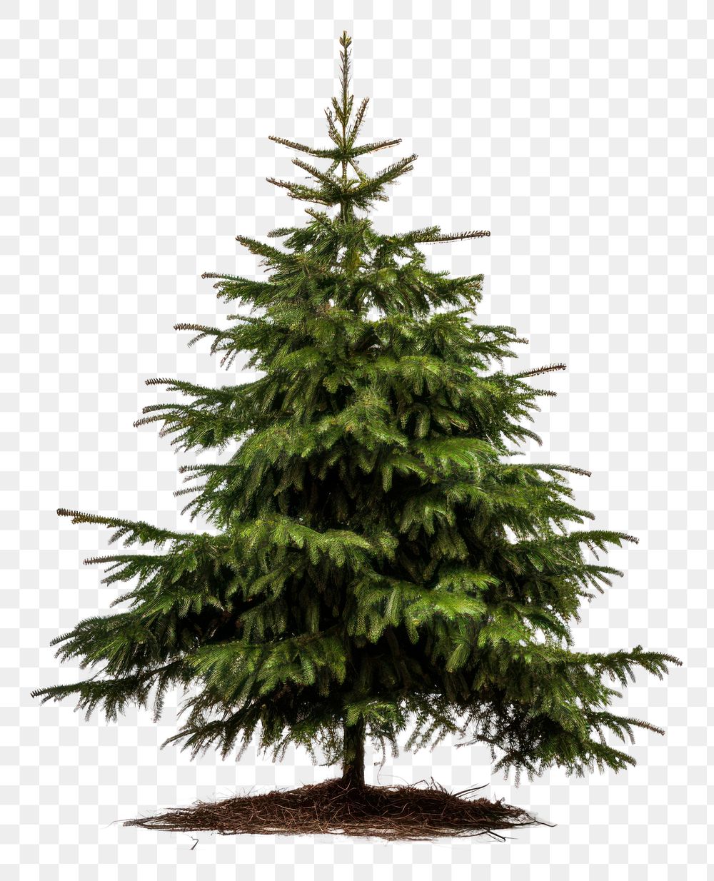 PNG Christmas tree plant pine transparent background