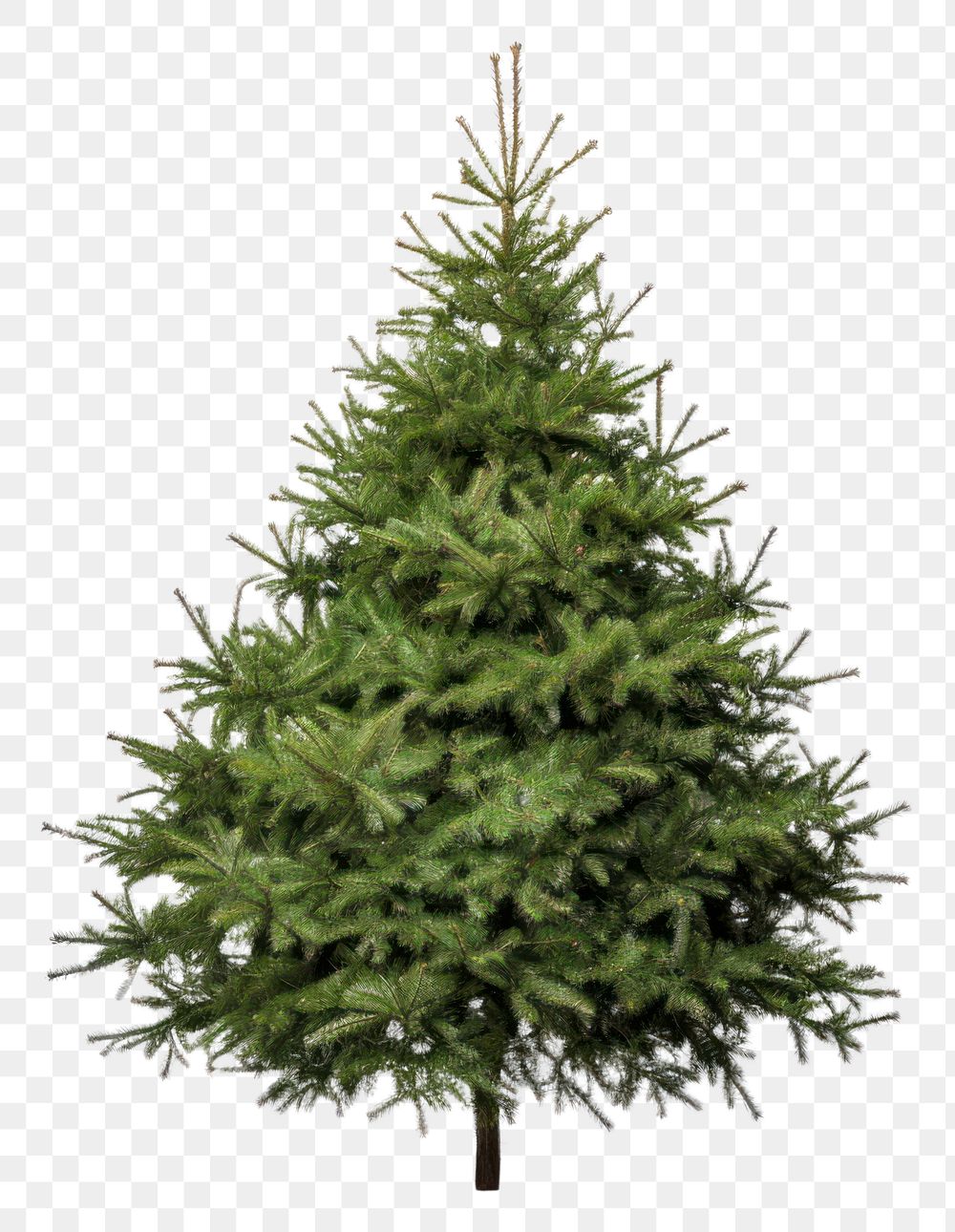 PNG Christmas tree plant pine transparent background