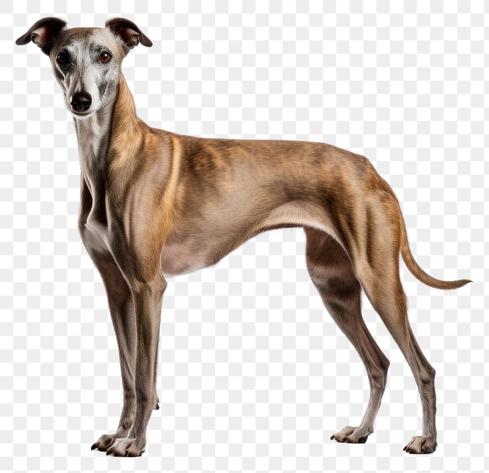 PNG Dog greyhound animal mammal. 