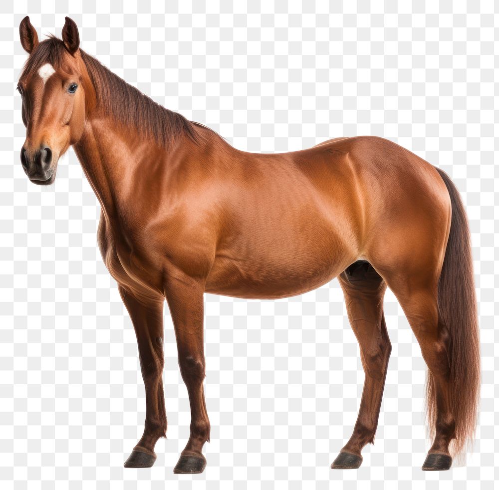 PNG Horse stallion mammal animal transparent background