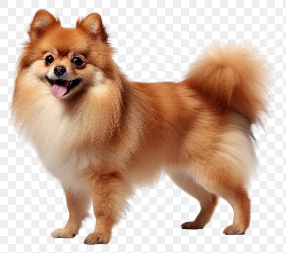 PNG Dog pomeranian mammal animal. 