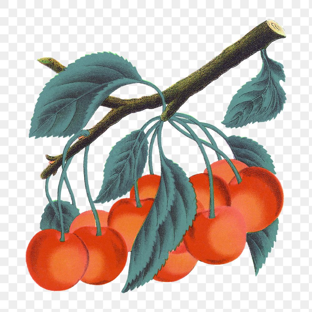 PNG orange cherry fruit, vintage illustration, transparent background