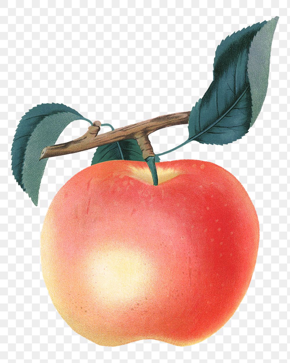 PNG apple fruit, vintage illustration, transparent background