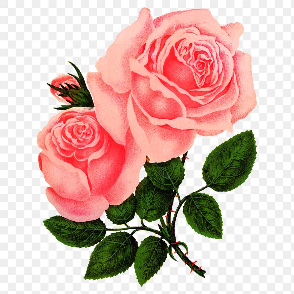PNG pink rose flower, vintage illustration, transparent background