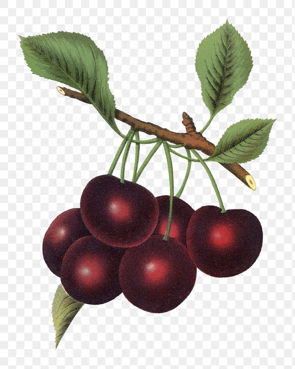 PNG black cherry fruit, vintage illustration, transparent background