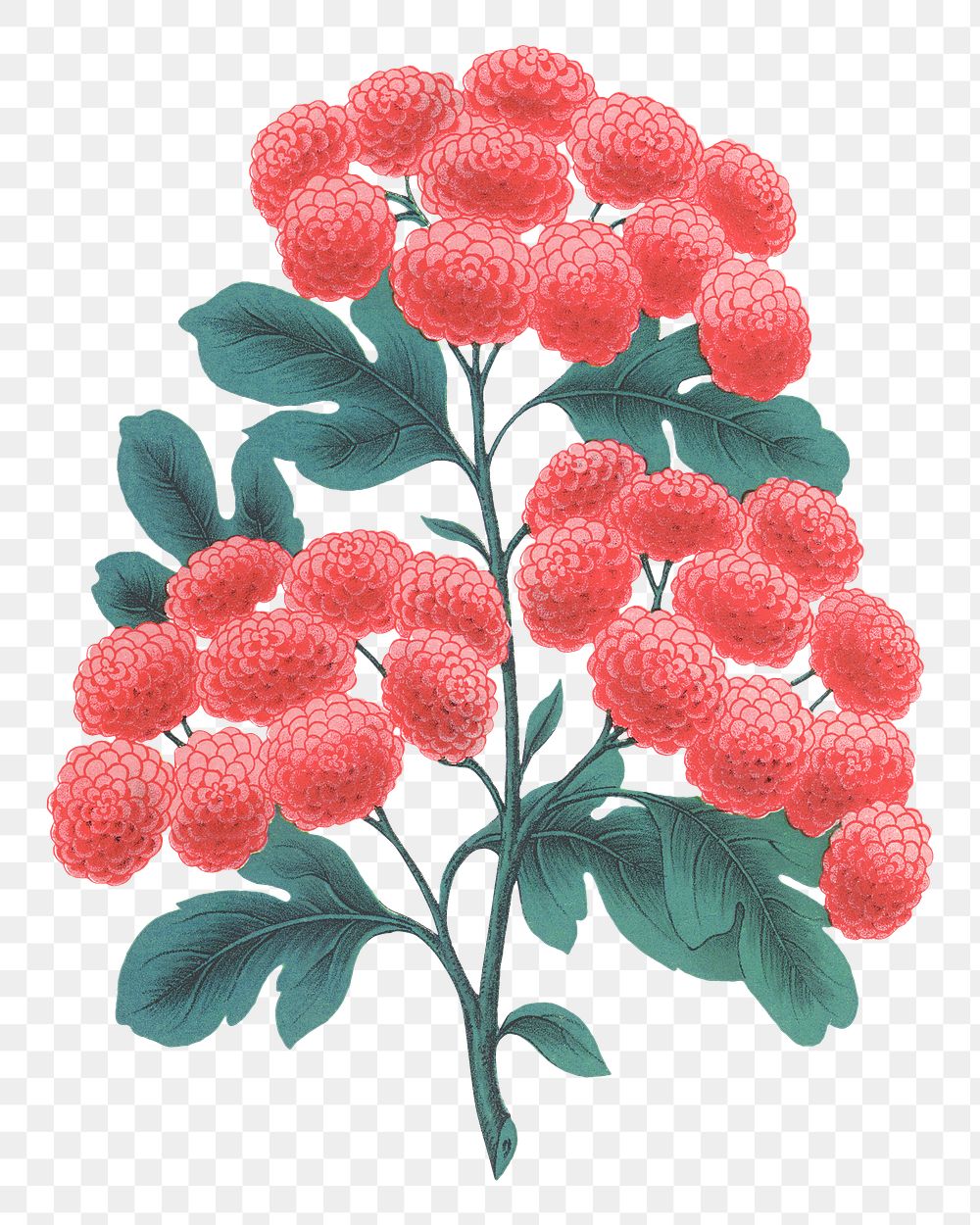 PNG pink camellia flower, vintage illustration, transparent background