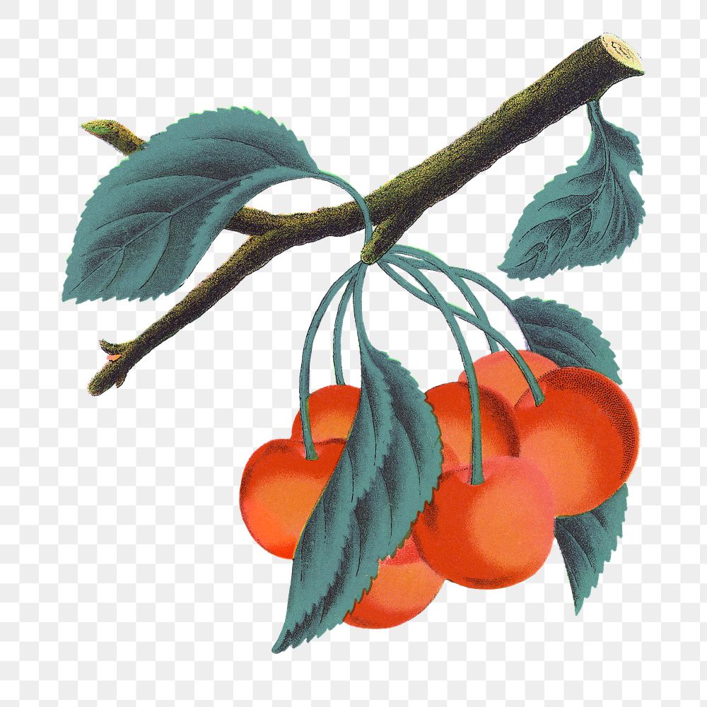 PNG orange cherry fruit, vintage illustration, transparent background