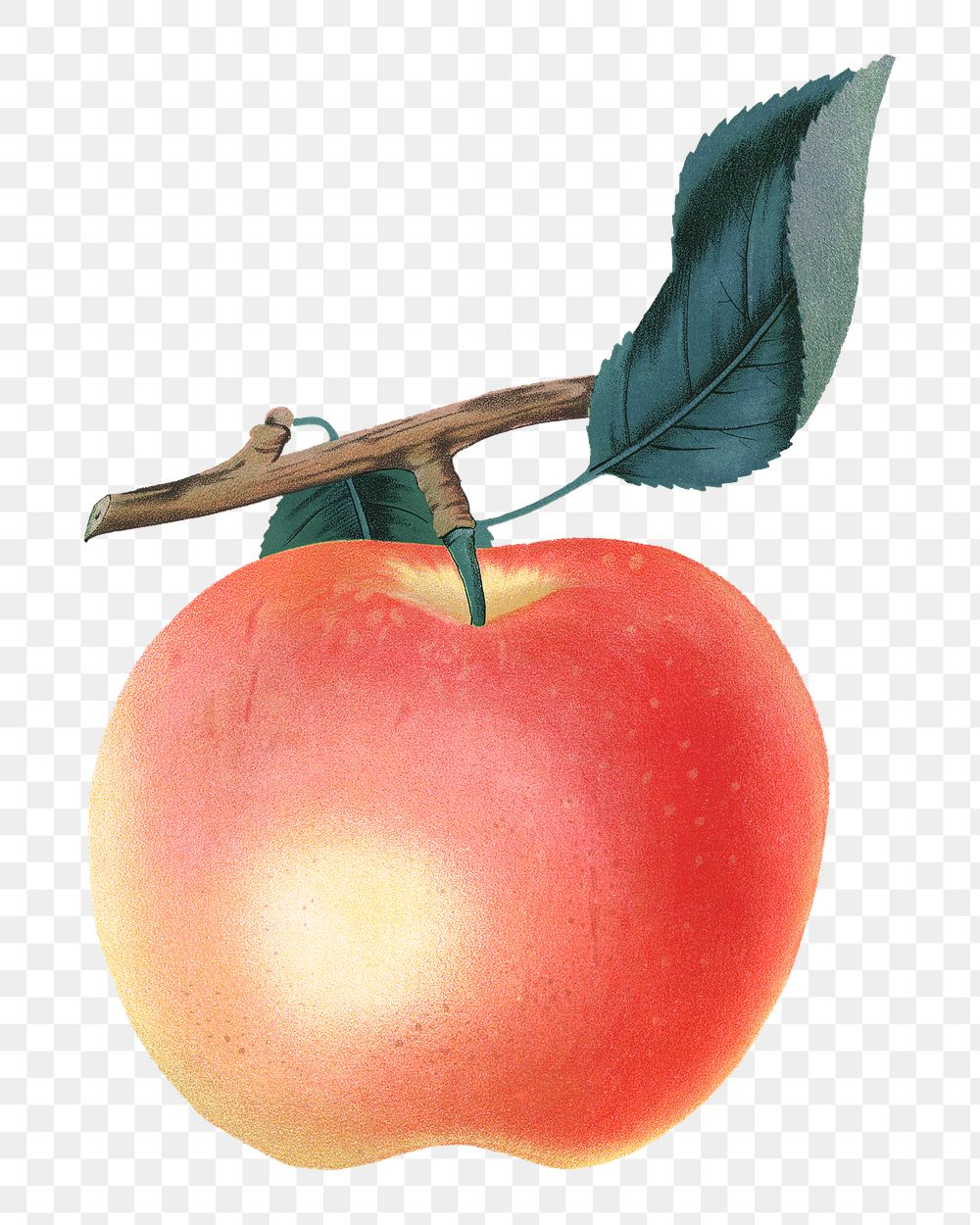 PNG apple fruit, vintage illustration, transparent background
