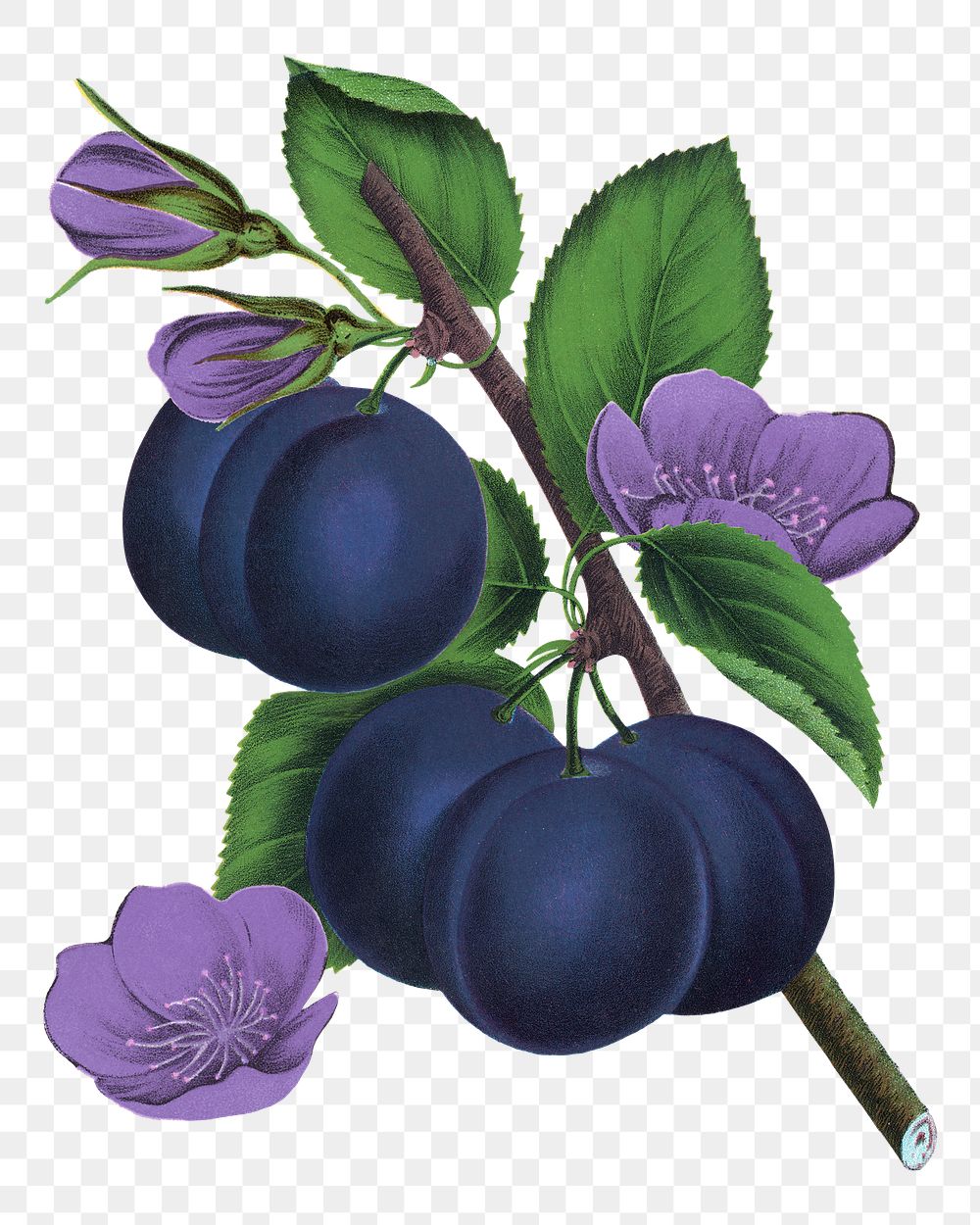 PNG prune fruit, vintage illustration, transparent background