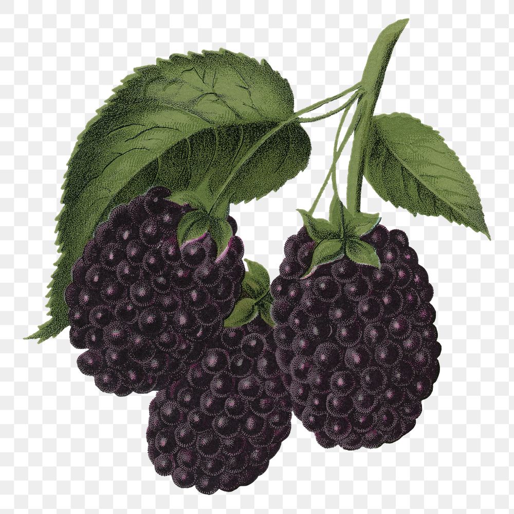 PNG blackberry fruit, vintage illustration, transparent background