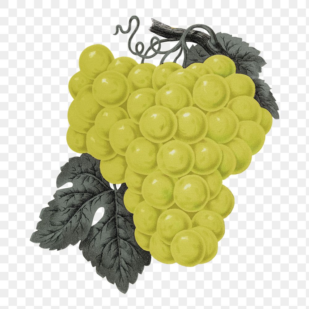 PNG green grape fruit, vintage illustration, transparent background