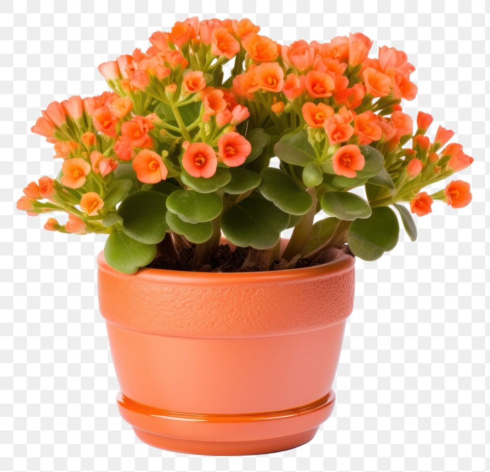 PNG Flower plant pot  