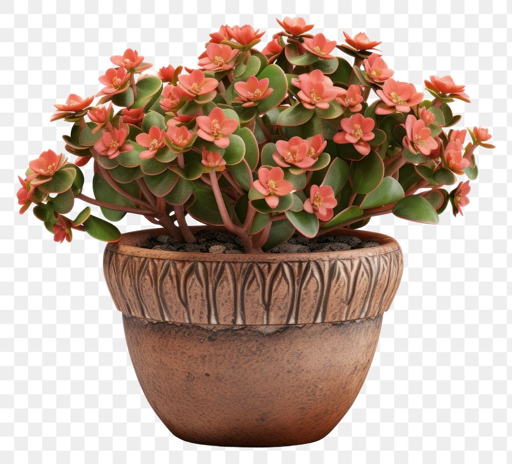 PNG Plant flower pot white background. AI generated Image by rawpixel.