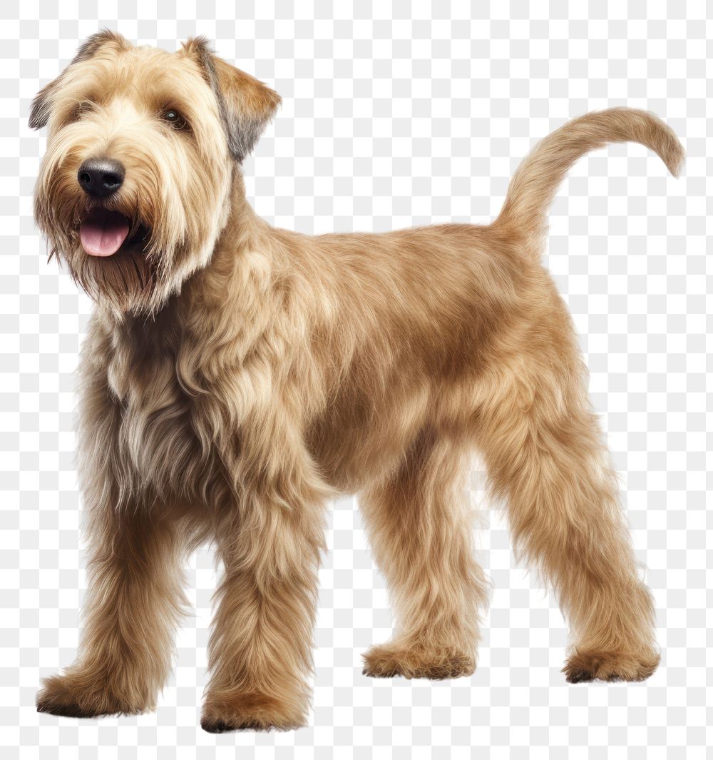 PNG Soft coated wheaten terrier mammal animal dog. 