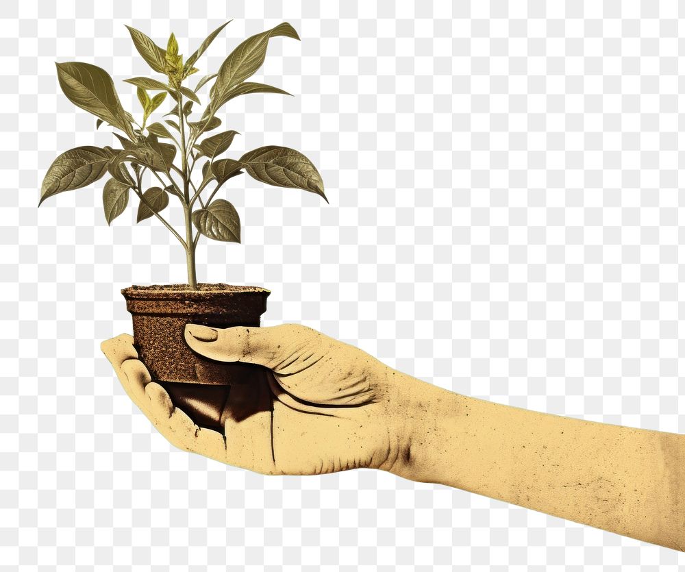 PNG Plant gardening holding nature. AI generated Image by rawpixel.