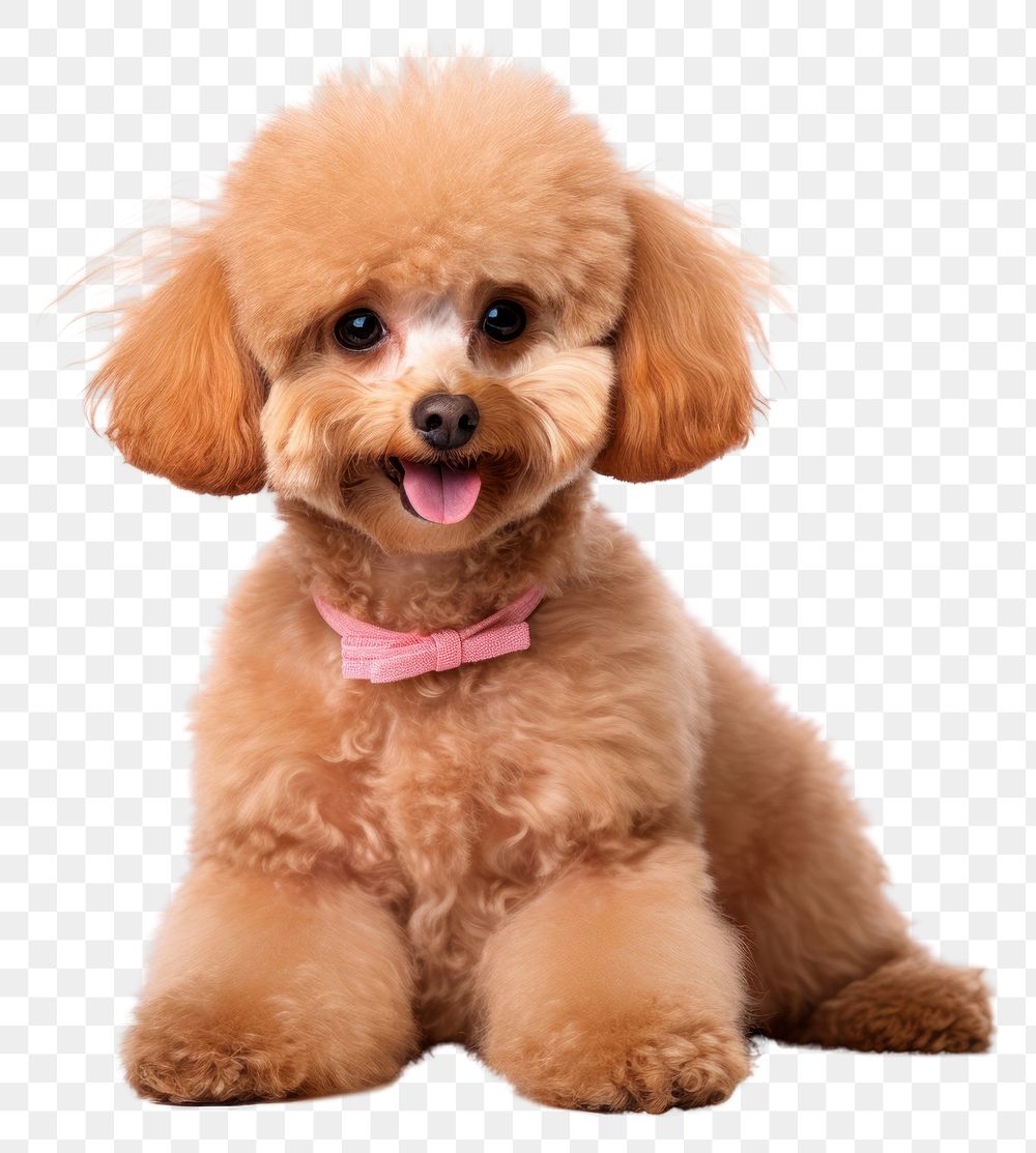 PNG Poodle mammal animal puppy. AI generated Image by rawpixel.