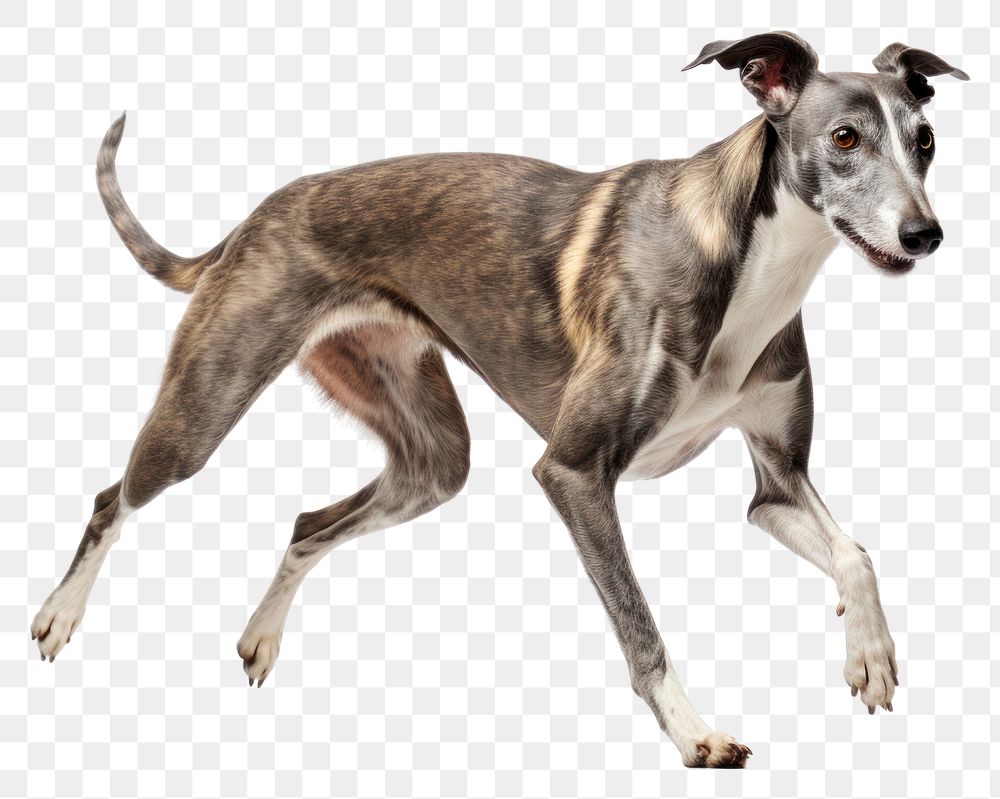 PNG Dog greyhound animal mammal. 