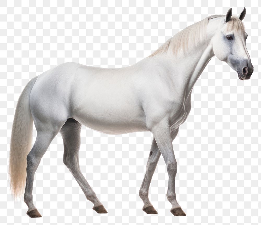 PNG Horse stallion animal mammal. AI generated Image by rawpixel.