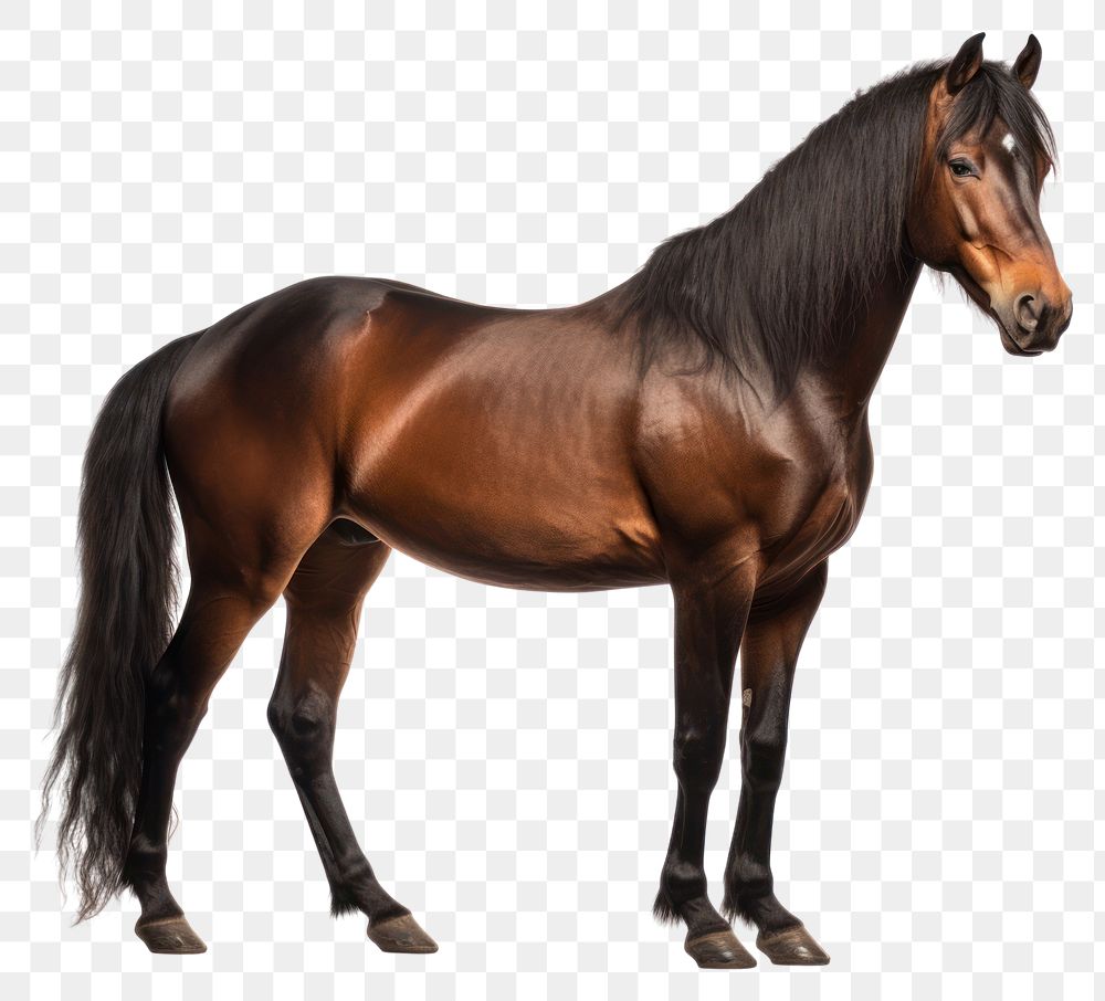 PNG Horse stallion animal mammal