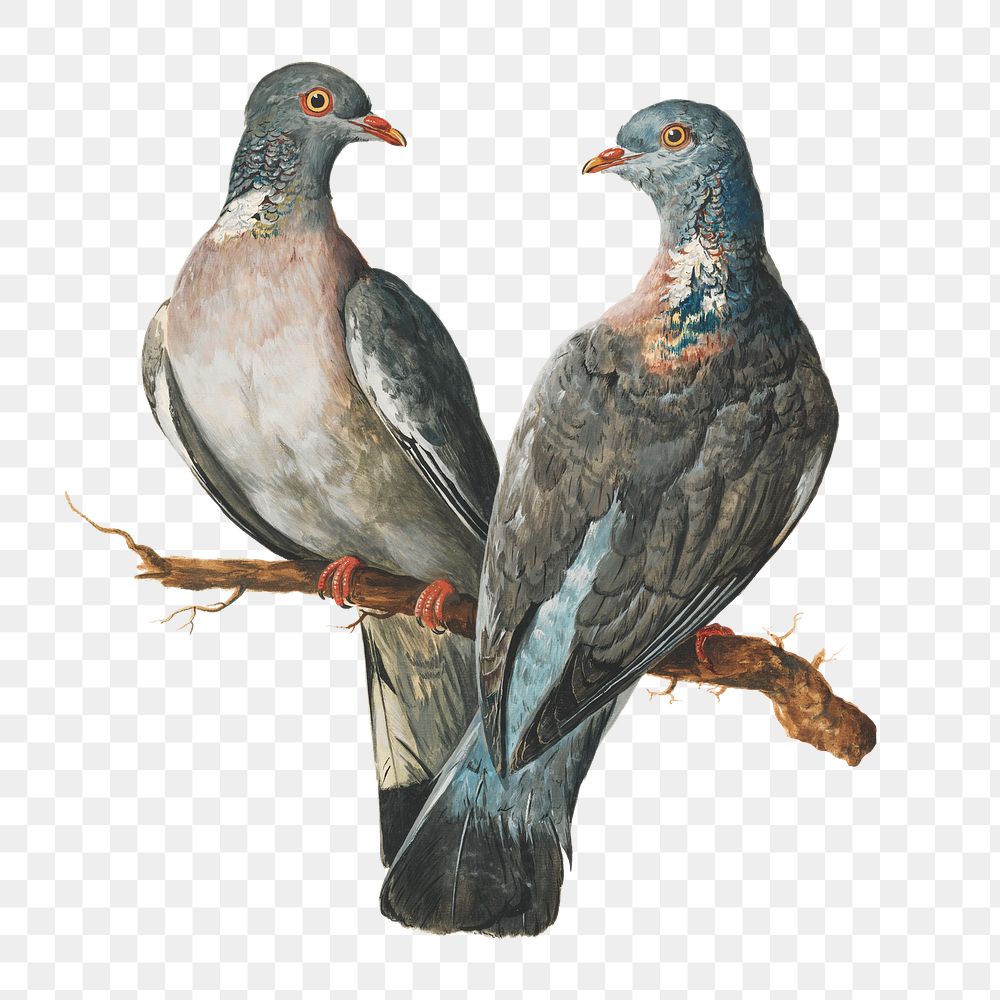 PNG Two Wood Pigeons, vintage bird illustration by Charles Collins., transparent background. Remixed by rawpixel.