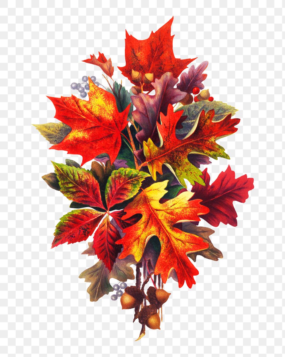 PNG Autumn leaves, vintage botanical illustration by S. L. Bush, transparent background. Remixed by rawpixel.