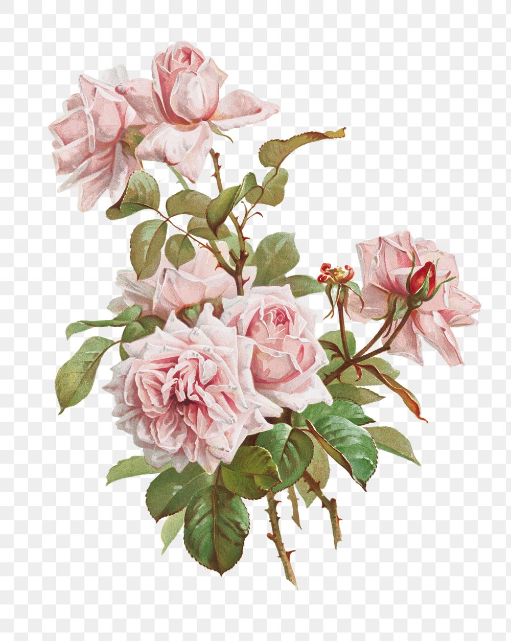 PNG Pink roses; La France roses, vintage flower illustration by J. Bleischwitz, transparent background. Remixed by rawpixel.