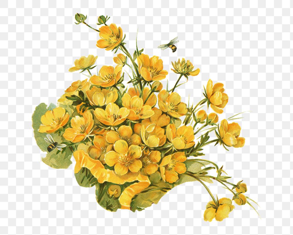 PNG Buttercups, vintage flower illustration by L. Prang & Co., transparent background. Remixed by rawpixel.