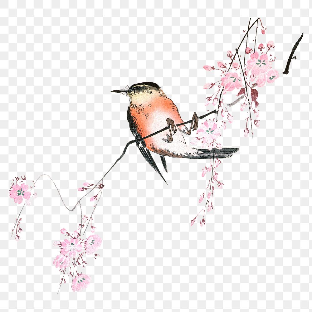 PNG Ohara Shoson's Bird on Weeping Cherry, vintage bird illustration, transparent background. Remixed by rawpixel.