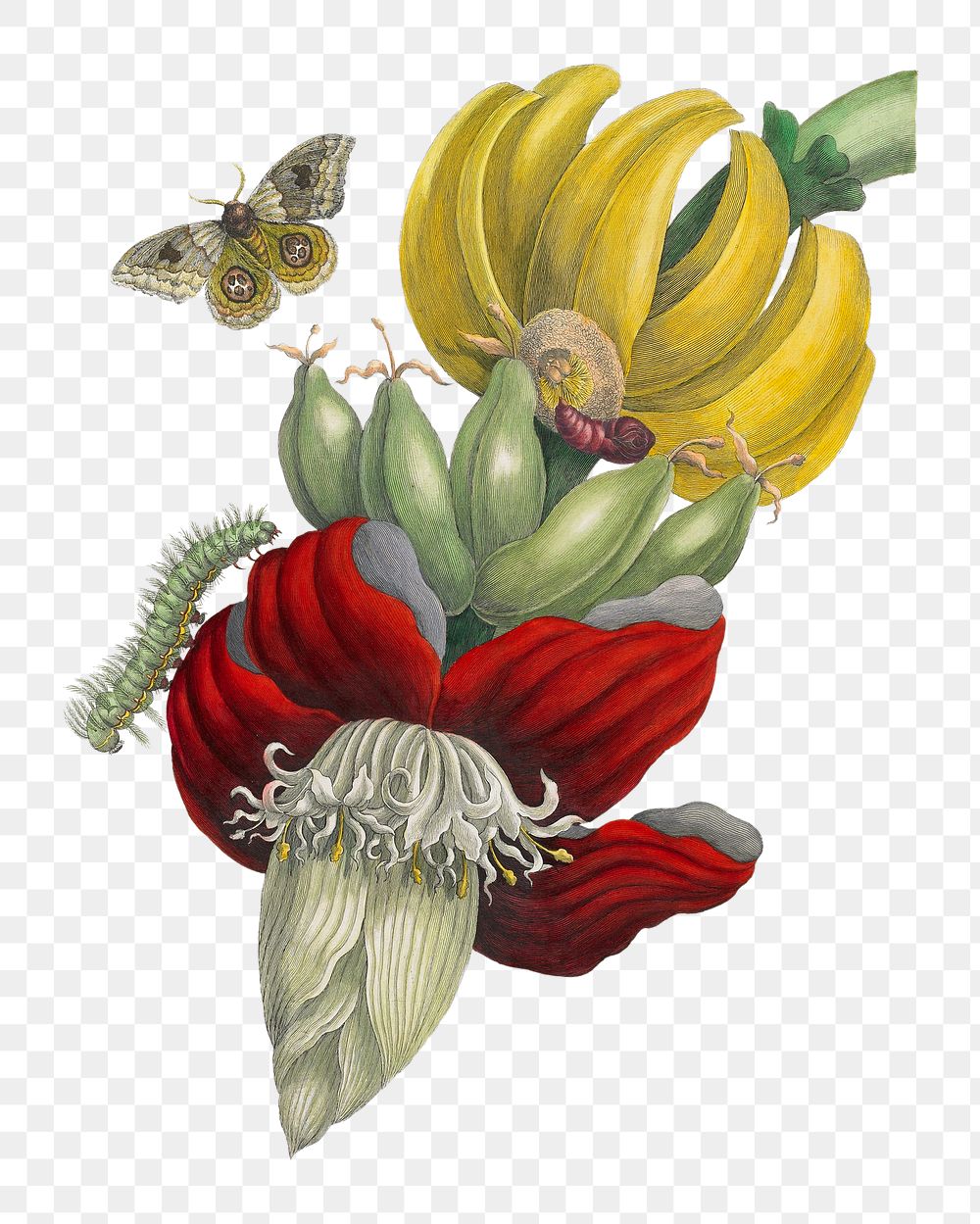 PNG Inflorescence of Banana, vintage flower illustration after Maria Sibylla Merian, transparent background. Remixed by…