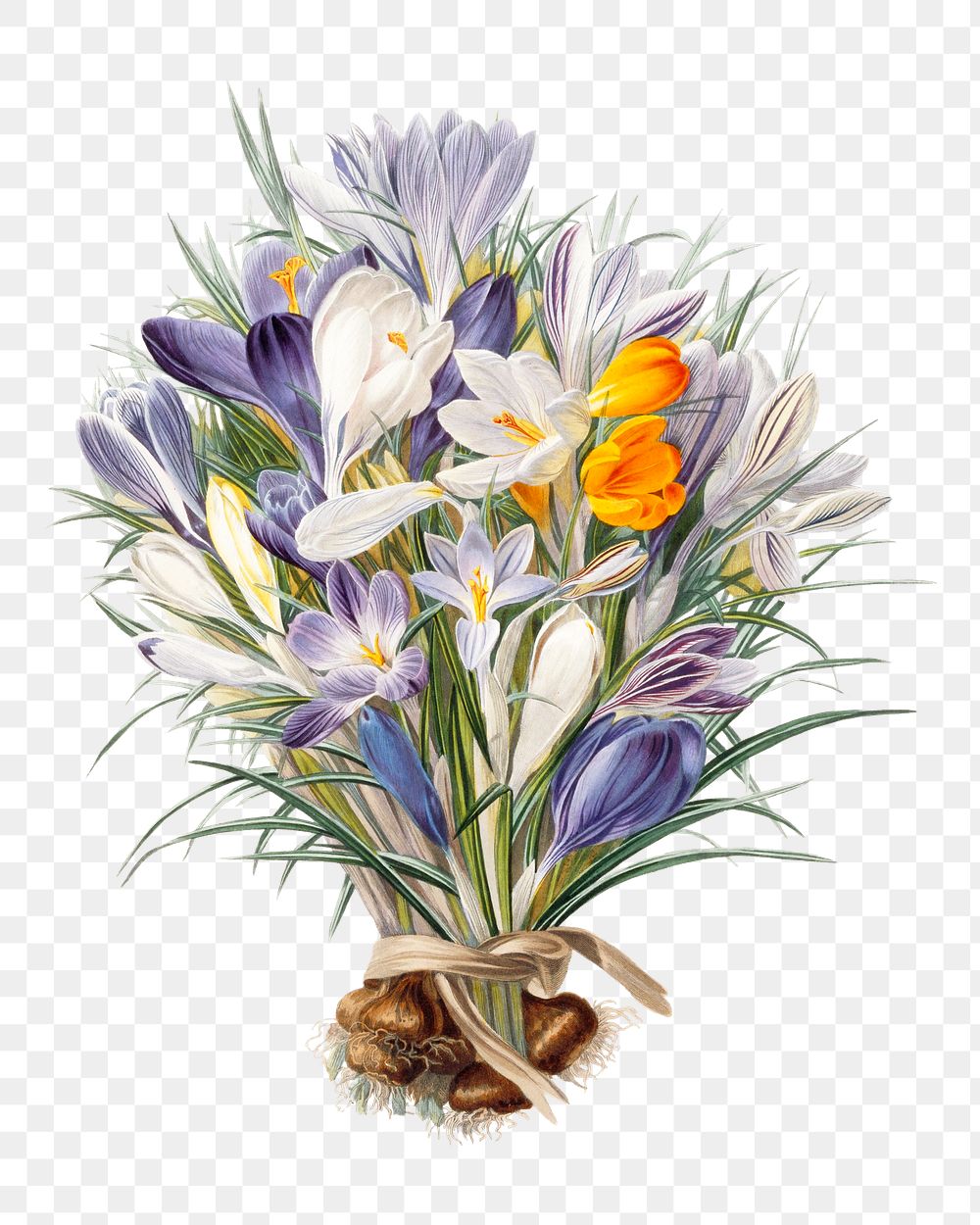 PNG Spring Crocuses, vintage flower illustration by Charles John Robertson, transparent background. Remixed by rawpixel.