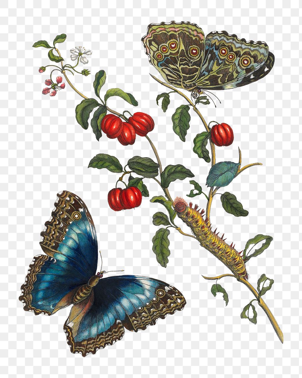 PNG Blue Butterflies and Red Fruits, vintage botanical illustration by Maria Sibylla Merian, transparent background. Remixed…