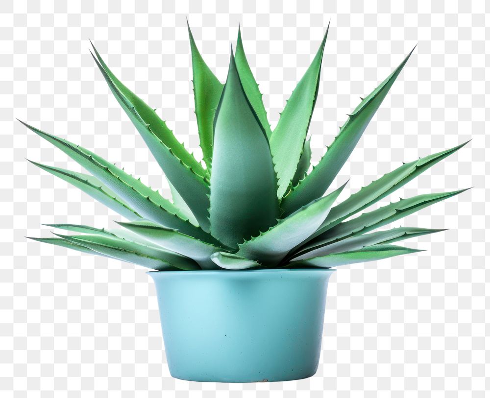 PNG Plant agave aloe xanthorrhoeaceae. AI generated Image by rawpixel.