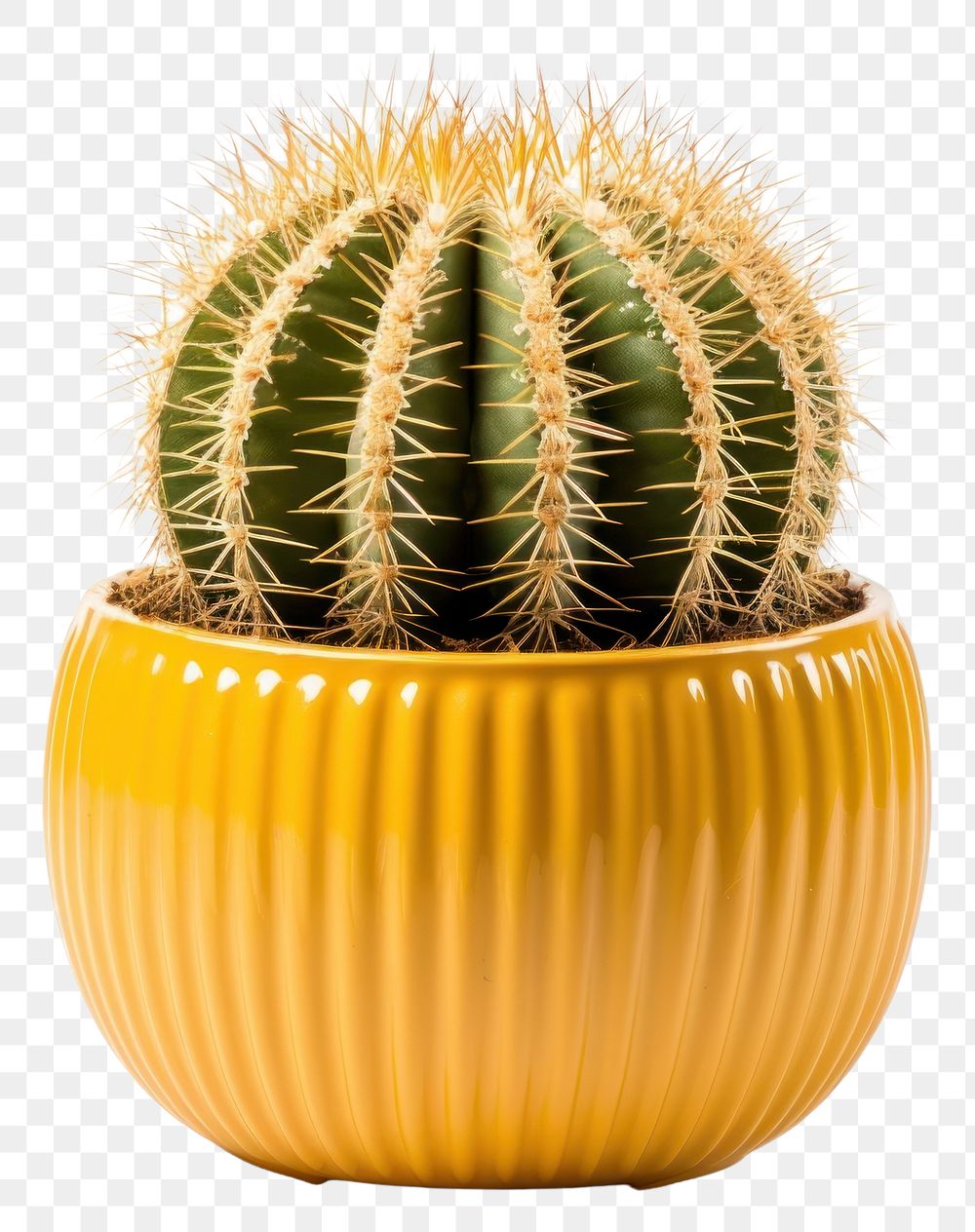 PNG Cactus plant white background barrel cactus. AI generated Image by rawpixel.