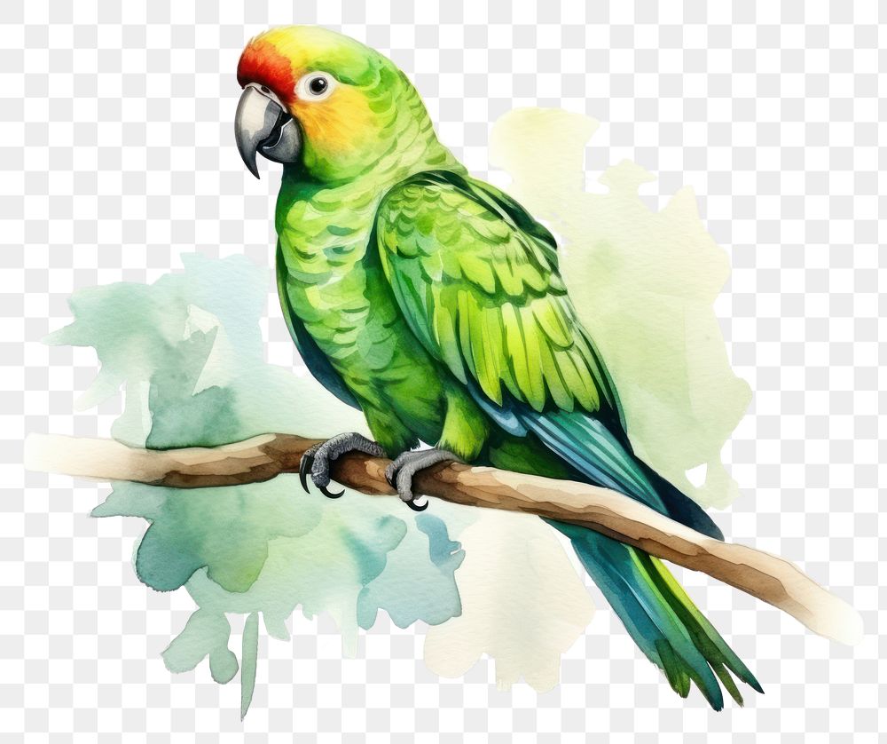 PNG Parrot animal green bird. 