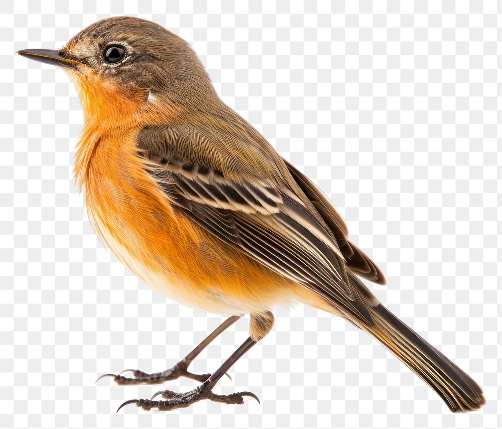 PNG Animal robin beak bird. AI generated Image by rawpixel.