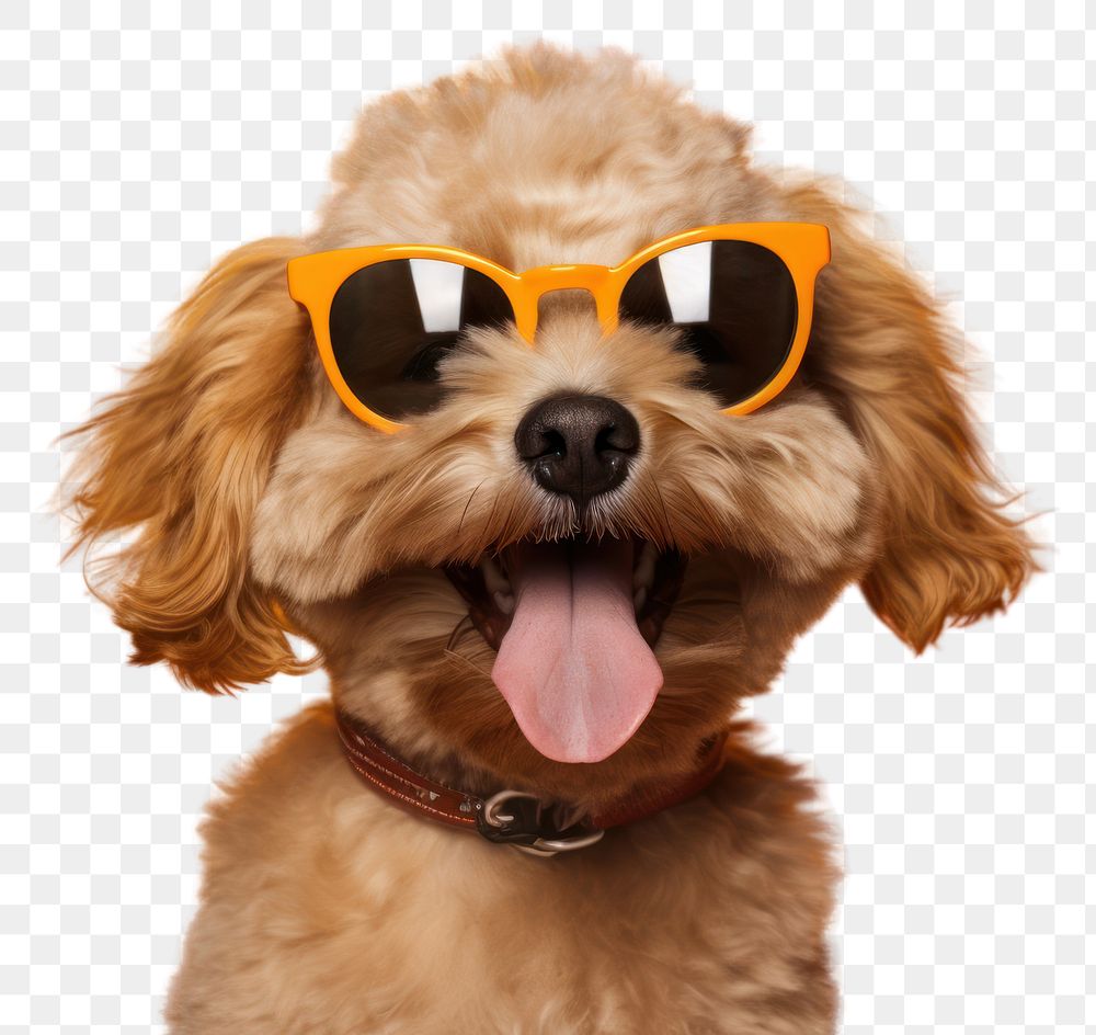 PNG Sunglasses dog mammal animal. AI generated Image by rawpixel.