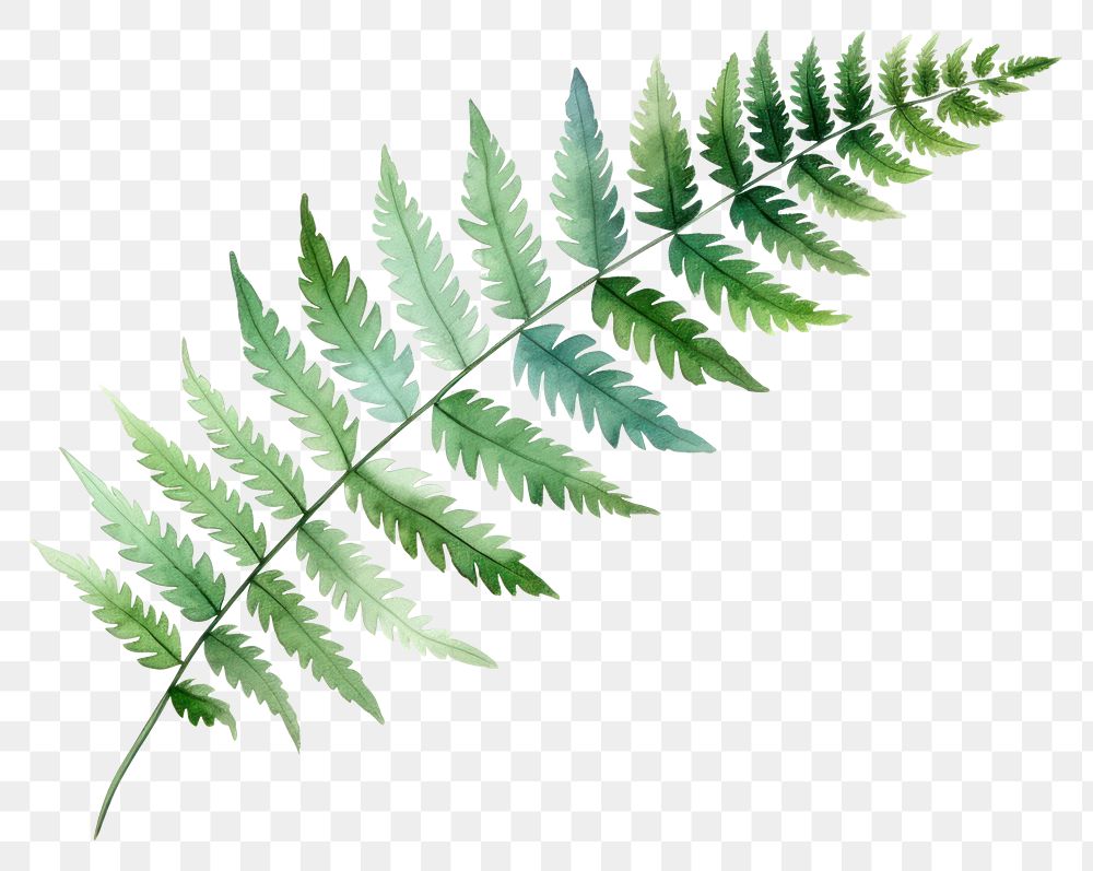 PNG Leaf fern plant  