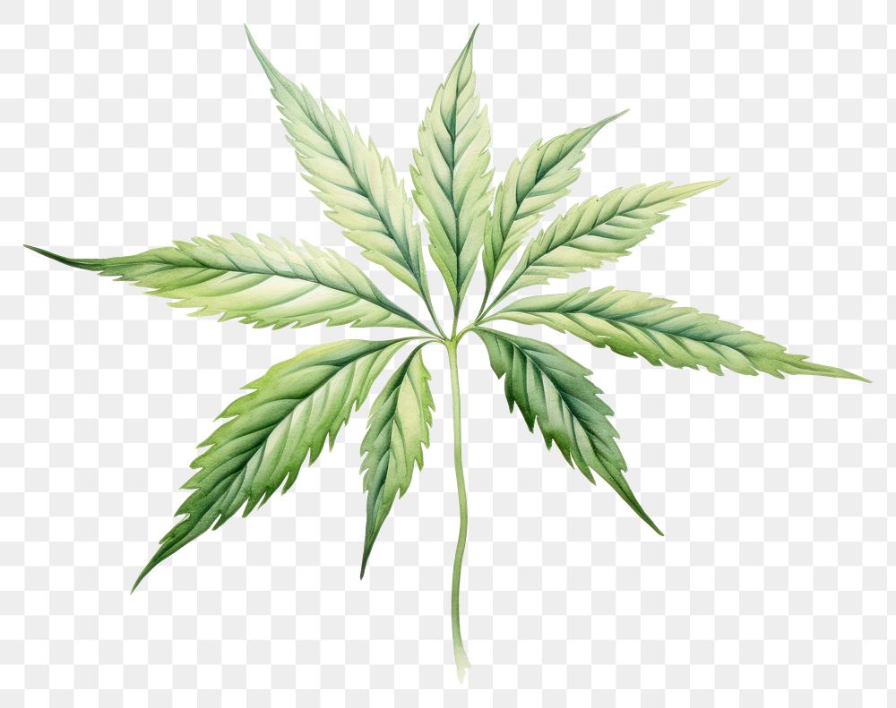 PNG Leaf plant herbs hemp. 